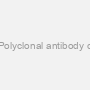 anti- Antibody^Polyclonal antibody control antibody